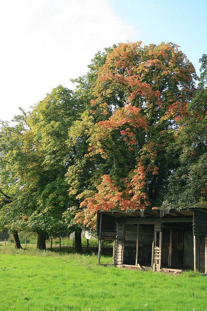 "Herbstimpression"