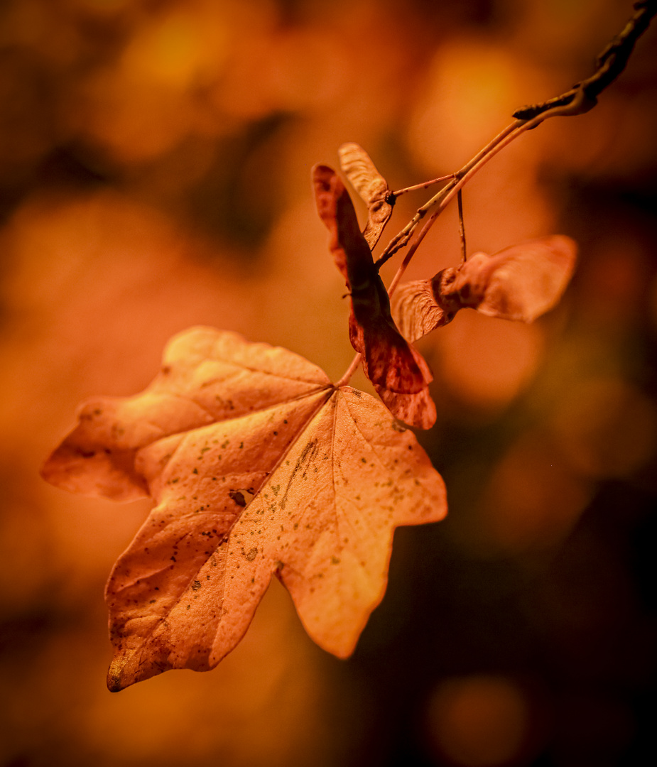 Herbstimpression