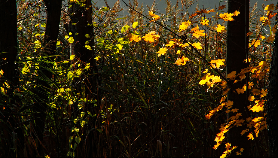 Herbstimpression