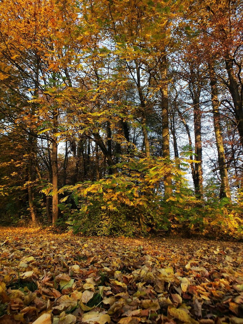 Herbstimpression