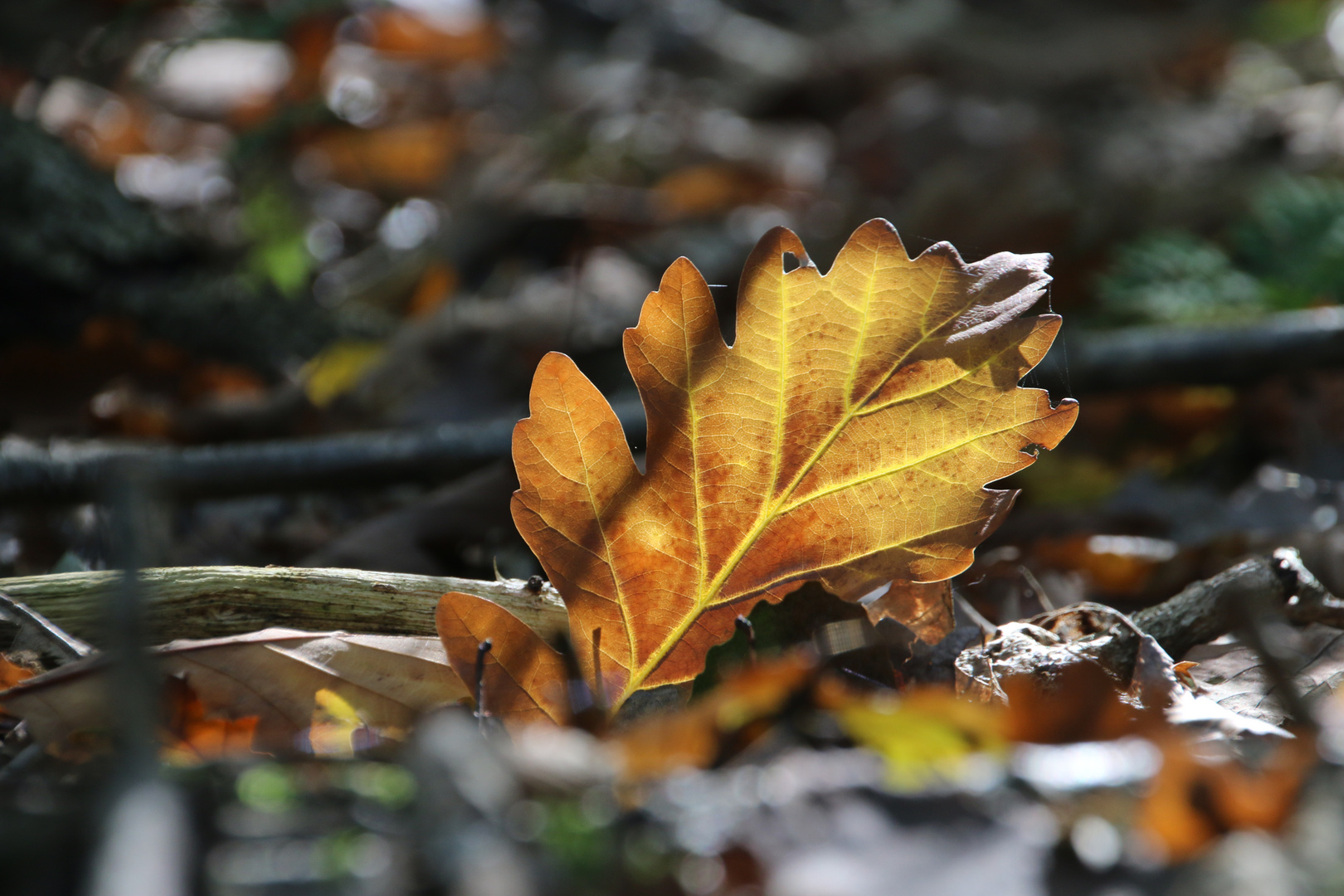 Herbstimpression