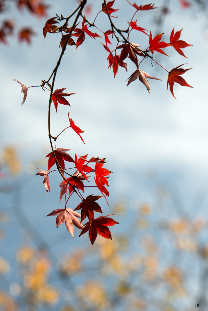 Herbstimpression