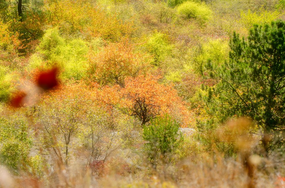 Herbstimpression