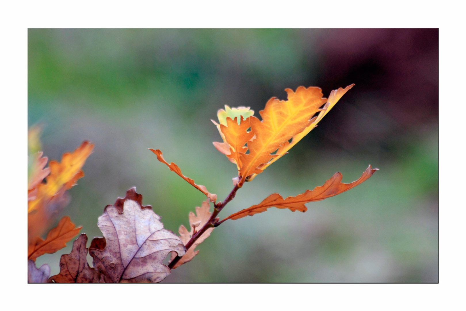 Herbstimpression