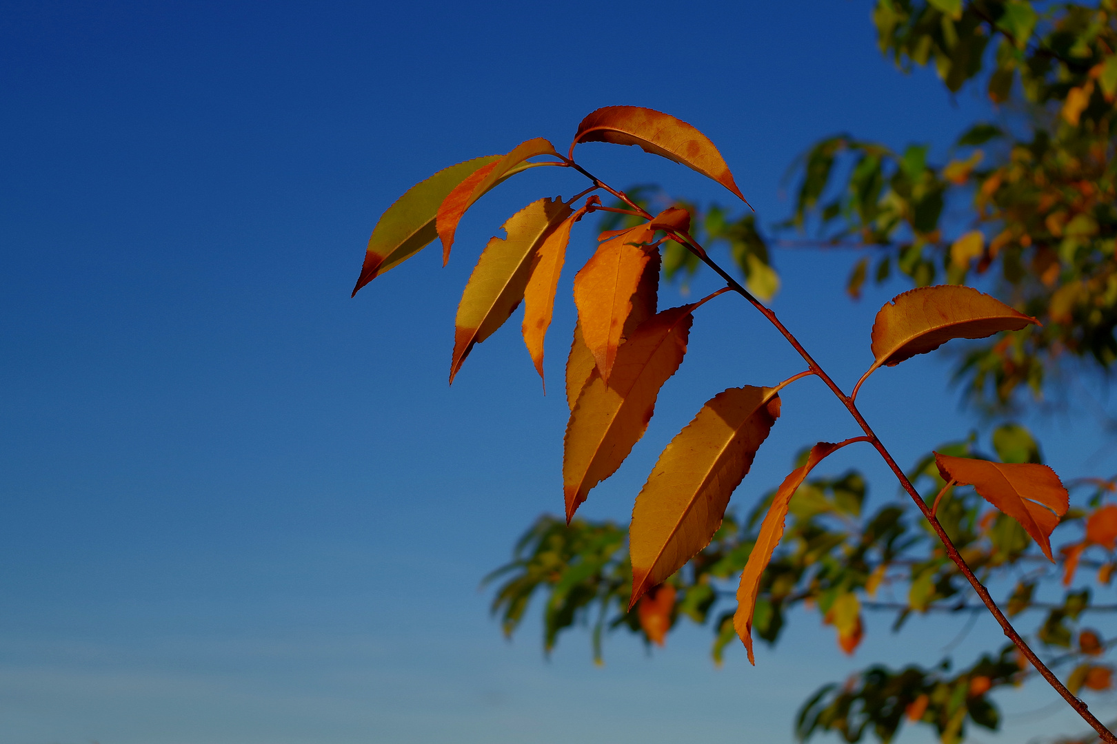 Herbstimpression