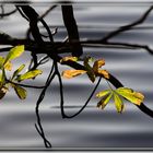 Herbstimpression am Kleinen Kiel