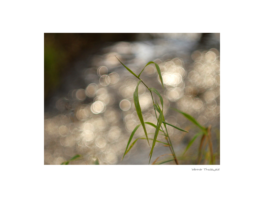 Herbstimpression an der Grenff