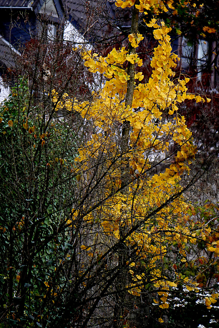 Herbstimpression an der Ratinger Stadtmauer.