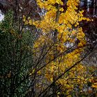 Herbstimpression an der Ratinger Stadtmauer.