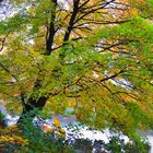 Herbstimpression an der Wörnitz