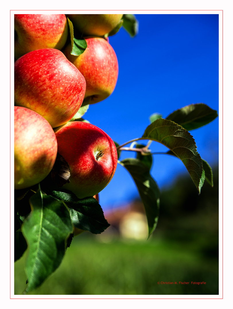 Herbstimpression "Apfel"