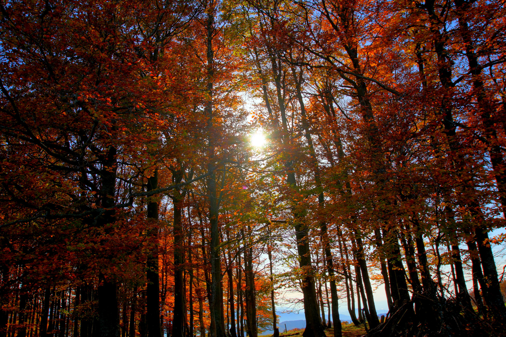 Herbstimpression auf dem Kandel