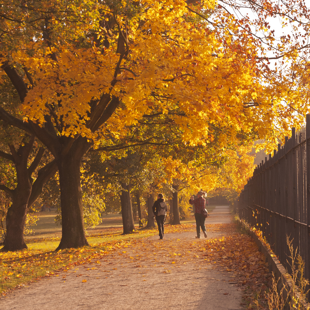 Herbstimpression aus dem Großen Garten in Dresden Foto