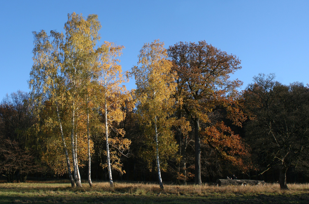 Herbstimpression aus dem Lainzer Tiergarten (2)