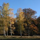 Herbstimpression aus dem Lainzer Tiergarten (2)