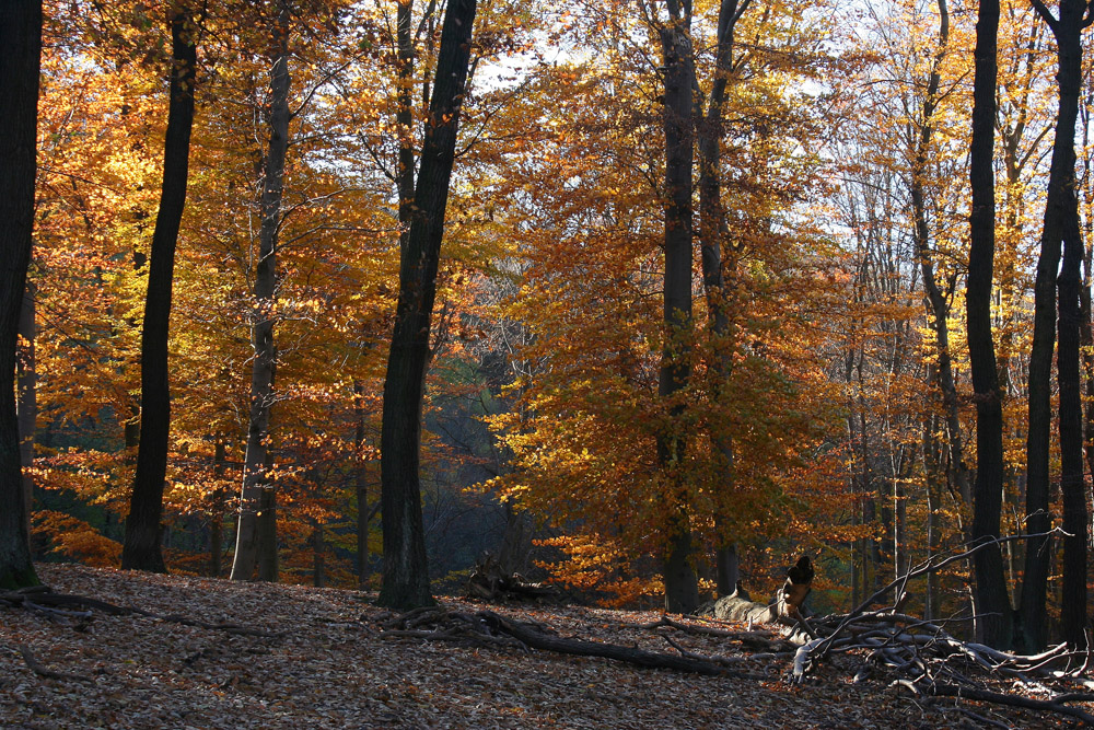 Herbstimpression aus dem Lainzer Tiergarten