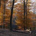 Herbstimpression aus dem Lainzer Tiergarten