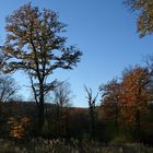 Herbstimpression aus dem Lainzer Tiergarten (3)