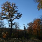 Herbstimpression aus dem Lainzer Tiergarten (3)