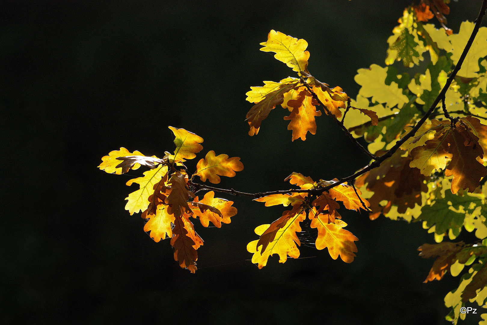 Herbstimpression ...