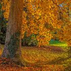 Herbstimpression Badenweiler