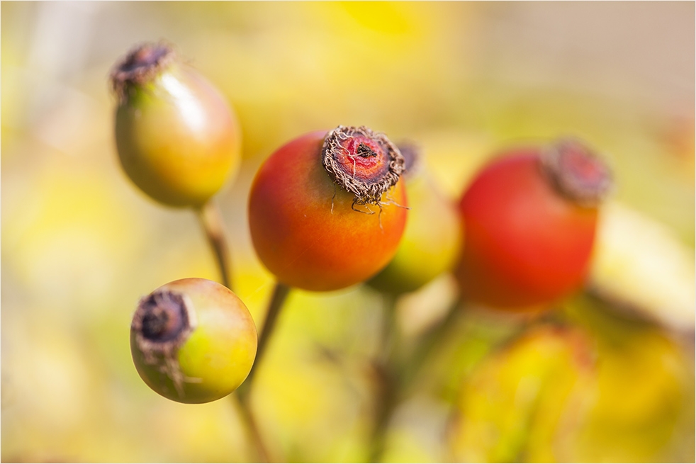 Herbstimpression