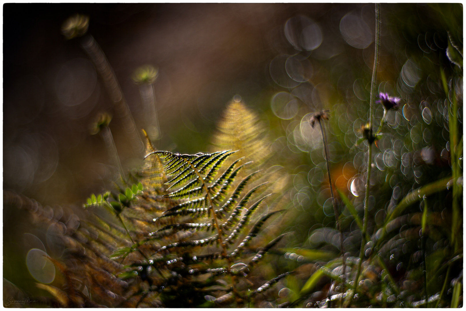 Herbst.Impression