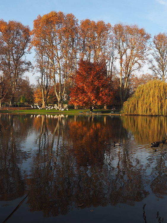 Herbstimpression ...