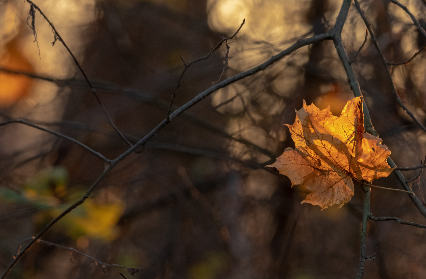 Herbstimpression