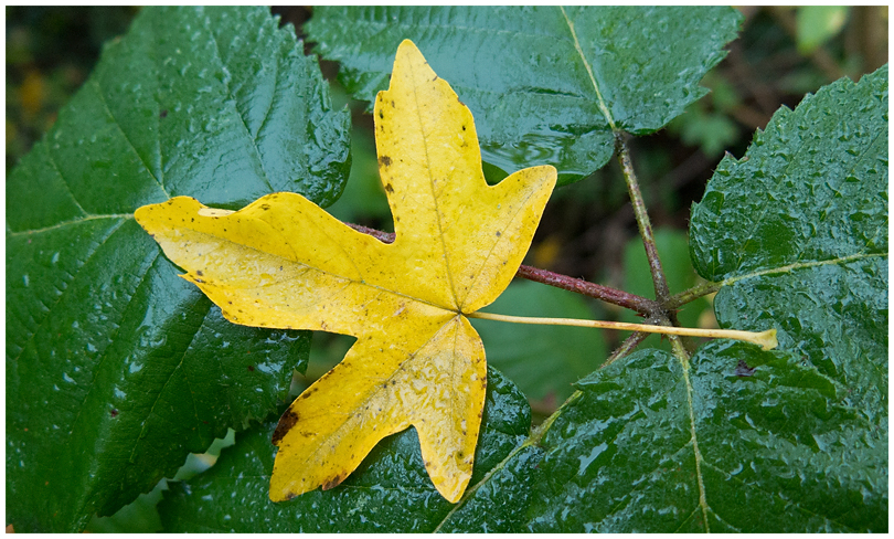 Herbstimpression