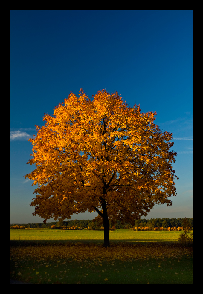 Herbstimpression