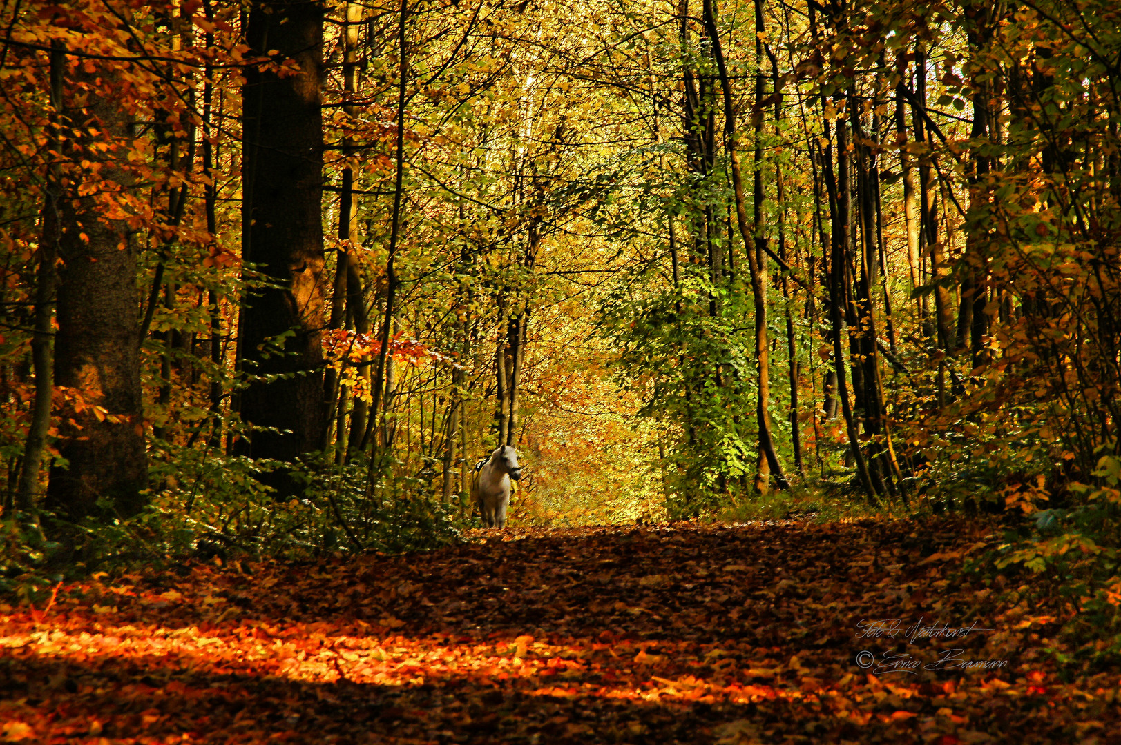 Herbstimpression der besonderen Art