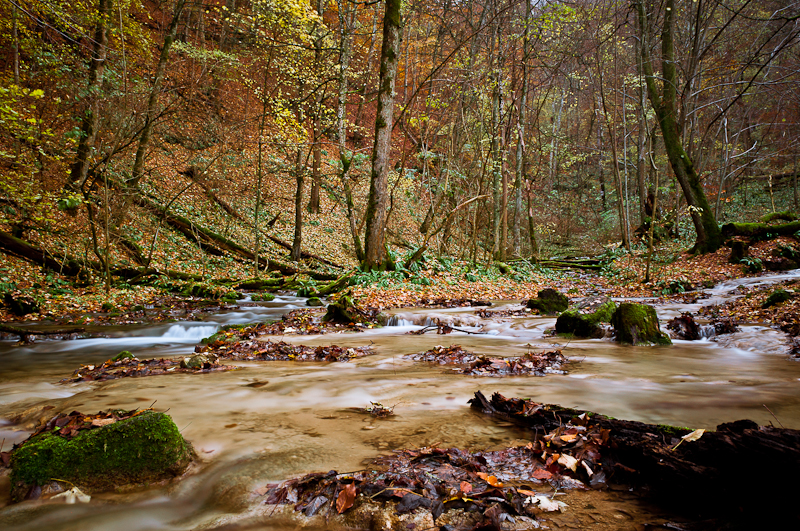 Herbstimpression - dunkel