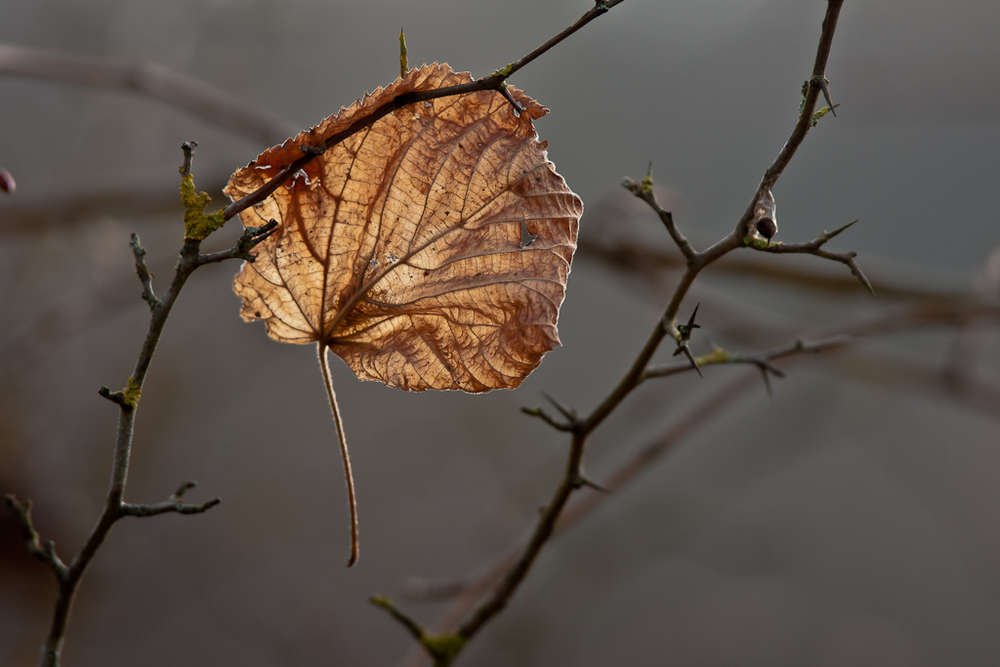 Herbstimpression