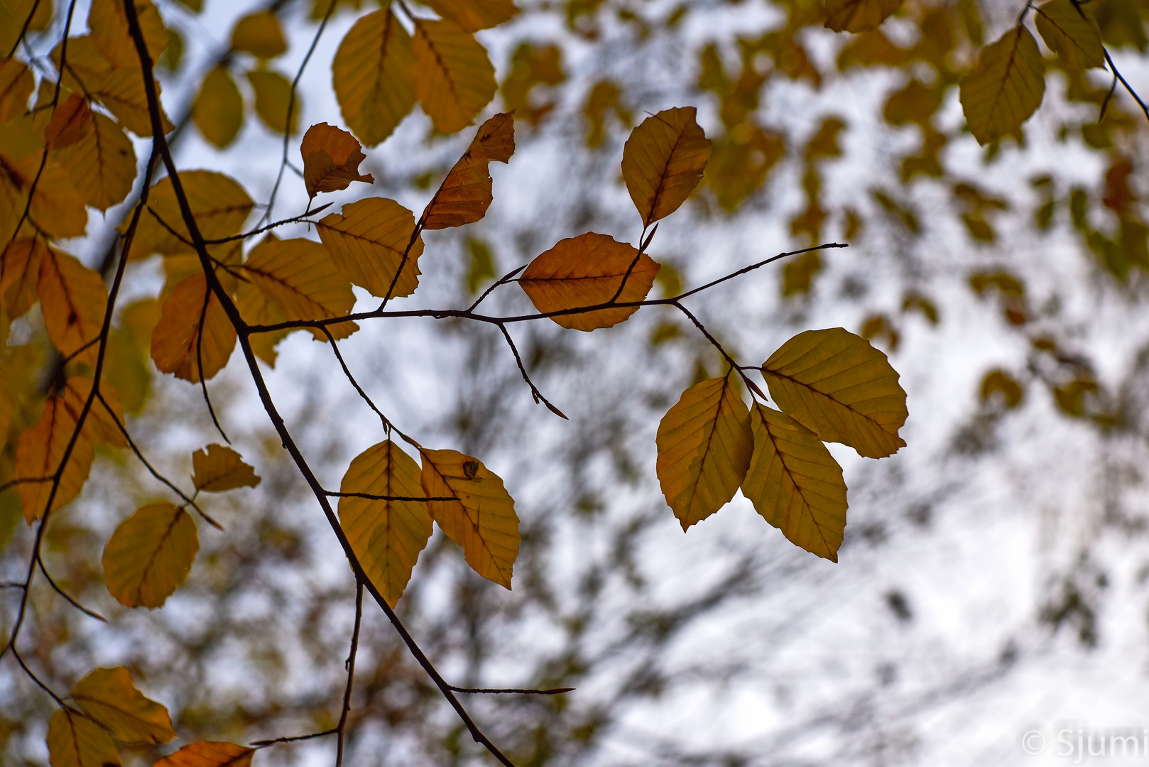 Herbstimpression