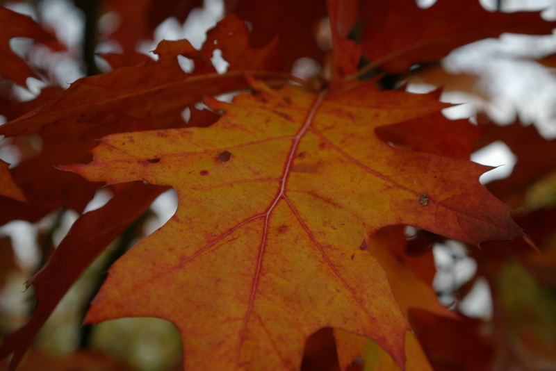 Herbstimpression