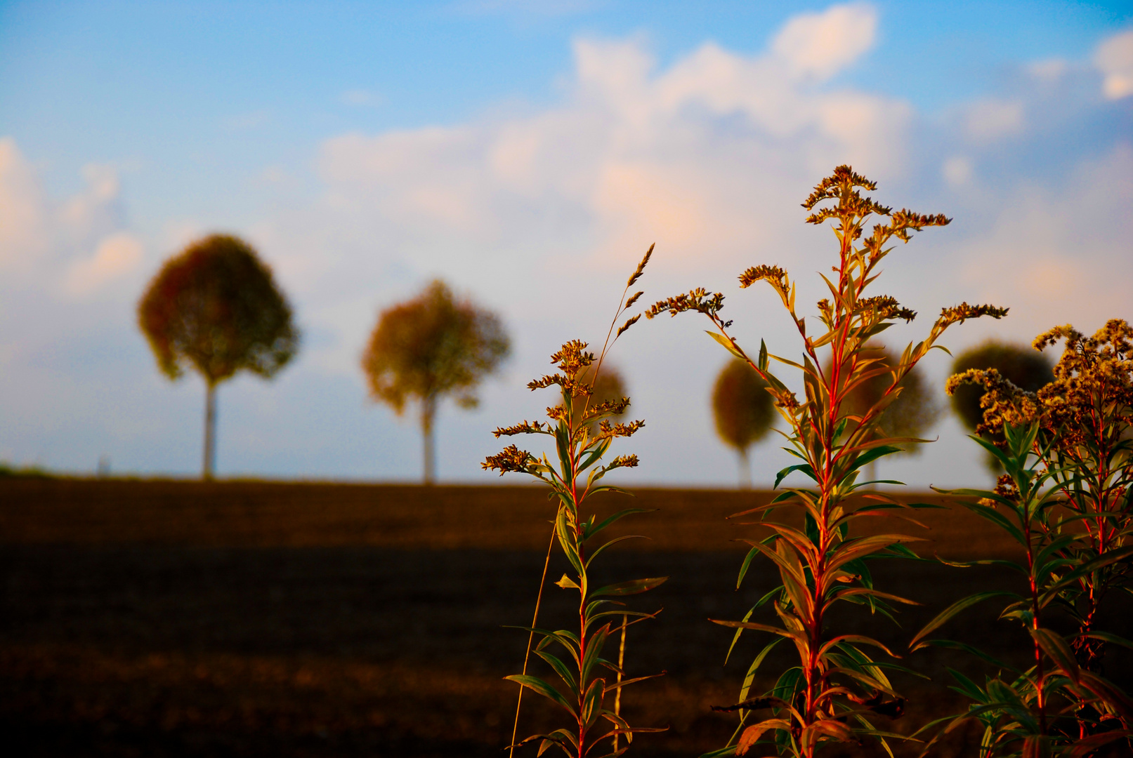 Herbstimpression