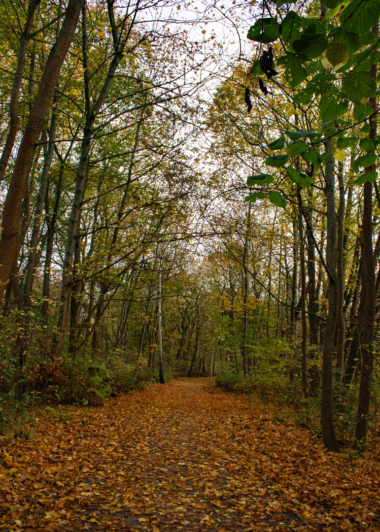 Herbstimpression 