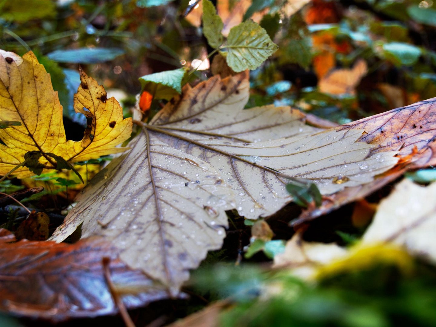 Herbstimpression