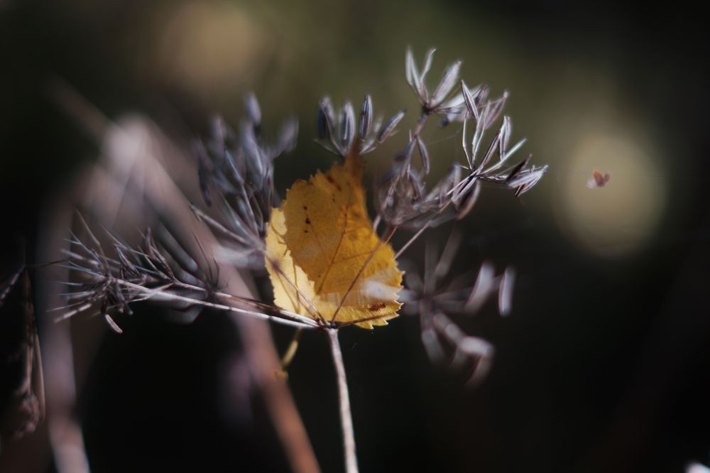 Herbstimpression