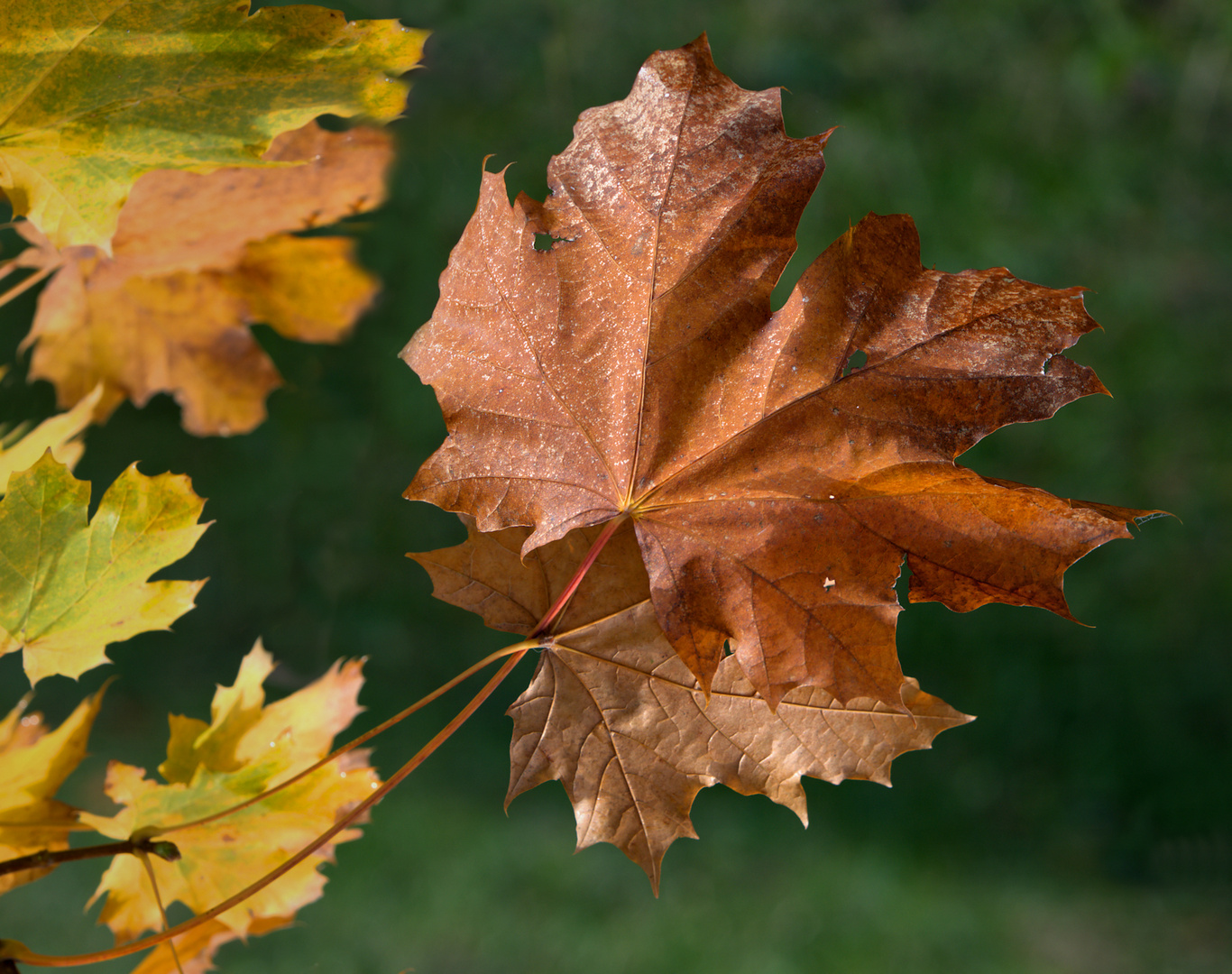 Herbstimpression 