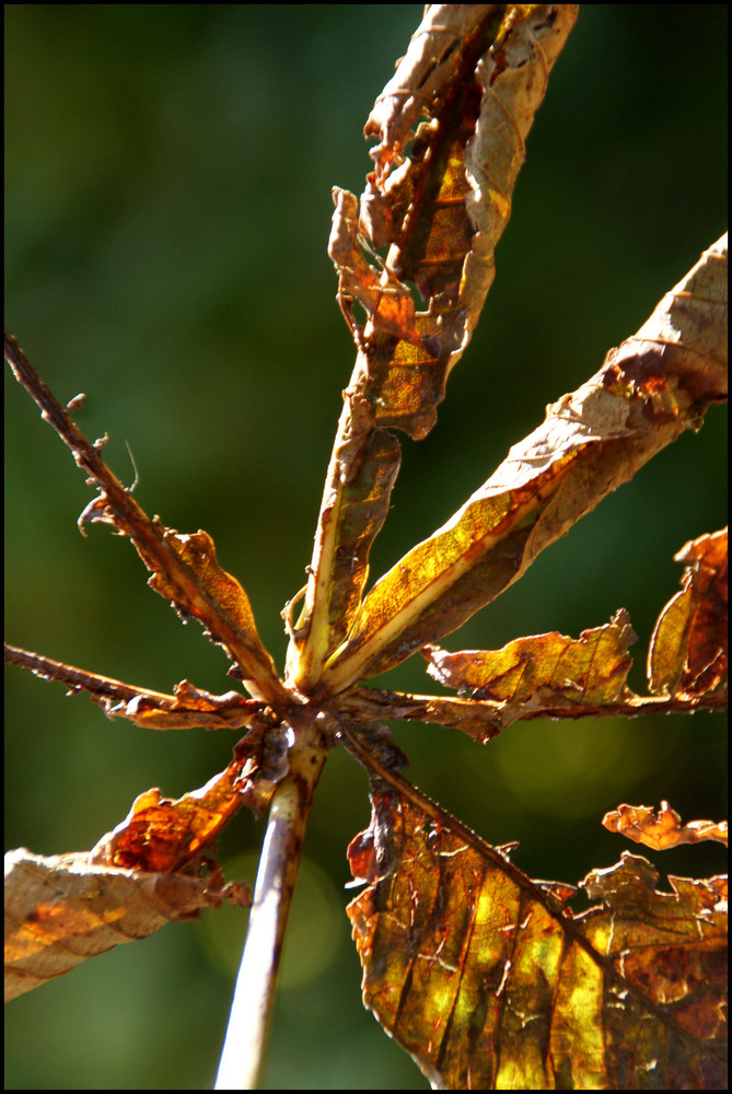 Herbstimpression.