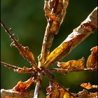 Herbstimpression.