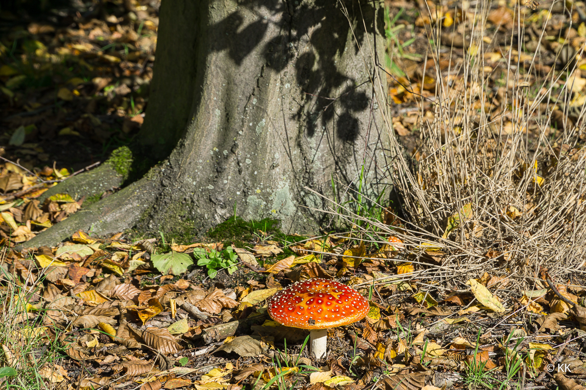 Herbstimpression - Fliegenpilz *