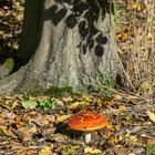 Herbstimpression - Fliegenpilz *