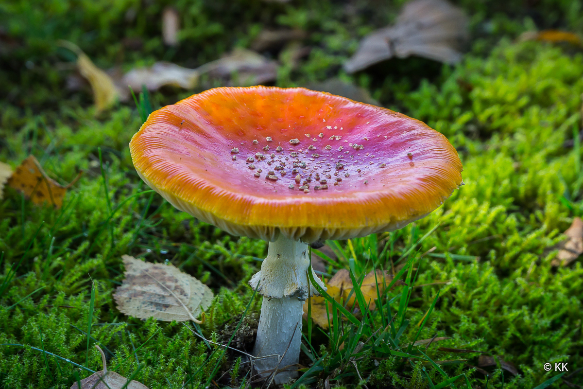 Herbstimpression - Fliegenpilz in Tellerform