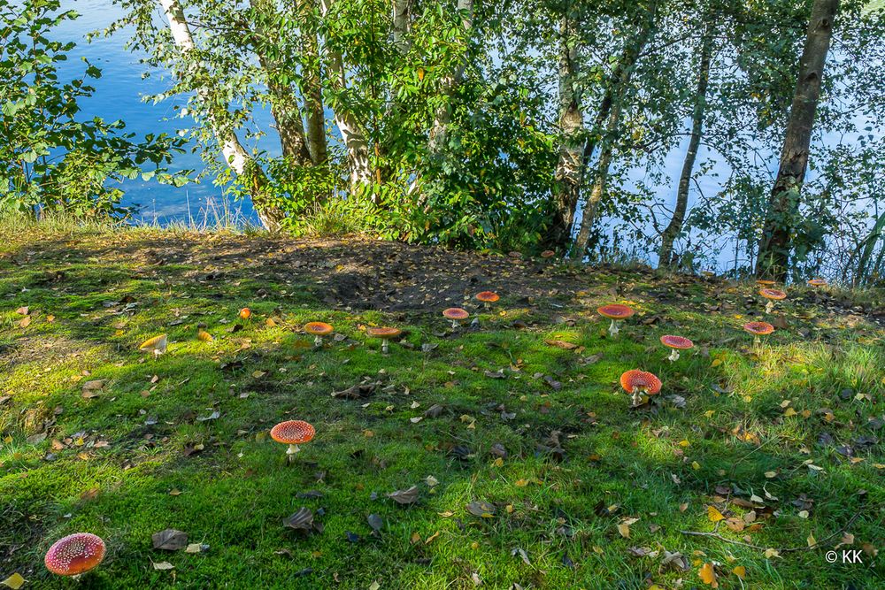 Herbstimpression - Fliegenpilze