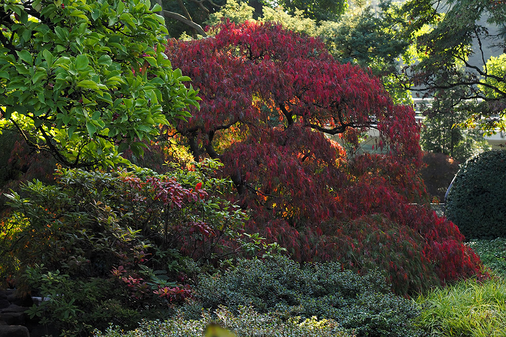 Herbstimpression I