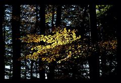 Herbstimpression I