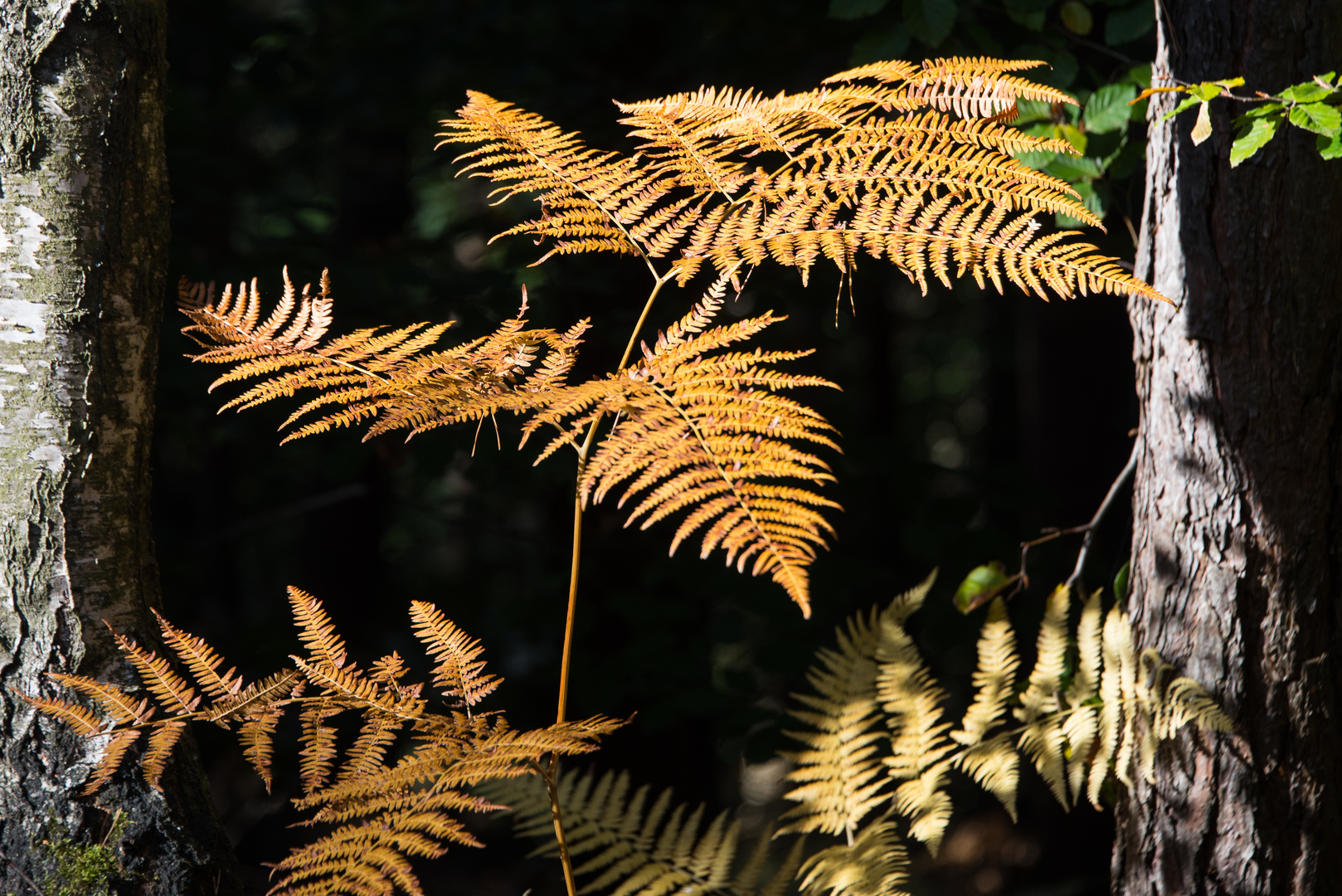 Herbstimpression II